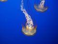 23/2756021756_235cf413a4_m.jpg
