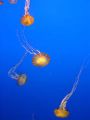 5b/39101119_5bdfbba9cc_m.jpg