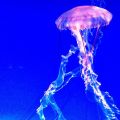 69/5837418804_698e871c9b_m.jpg