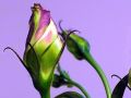 7a/224066382_7aac590326_m.jpg