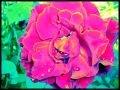 a2/2778534366_a243a7e3ee_m.jpg