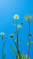 a3/3437760528_a36a6dd4b2_m.jpg