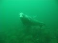 b6/2891714755_b68eb1895c_m.jpg