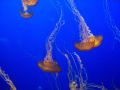 bd/1464520959_bdd41f2a17_m.jpg