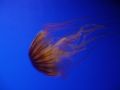 d7/202232649_d7b46b7e46_m.jpg