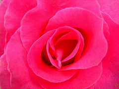 Raspberry Color: Hex Code, Palettes & Meaning