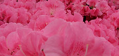Blush Color: Hex Code, Palettes & Meaning