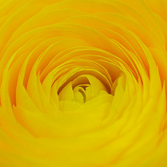 Saffron Color: Hex Code, Palettes & Meaning