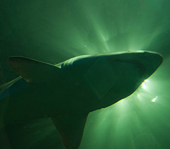 Evergreen Color: Hex Code, Palettes & Meaning