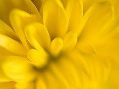 Gold Color: Hex Code, Palettes & Meaning