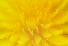Gold Color: Hex Code, Palettes & Meaning