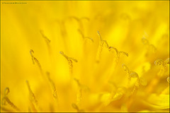 Gold Color: Hex Code, Palettes & Meaning