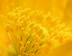 Mango Color: Hex Code, Palettes & Meaning