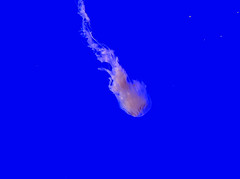 Neon blue Color: Hex Code, Palettes & Meaning