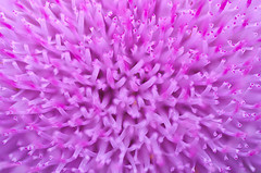 Orchid Color: Hex Code, Palettes & Meaning