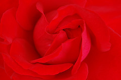 Chili red Color: Hex Code, Palettes & Meaning
