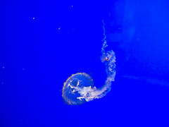 Neon blue Color: Hex Code, Palettes & Meaning