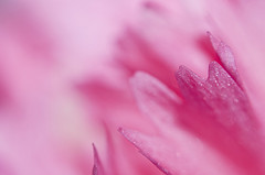 Carnation pink Color: Hex Code, Palettes & Meaning