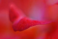 Cardinal Red Colorblock Cardinal red Color: Hex Code, Palettes & Meaning