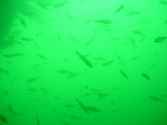 Malachite Color: Hex Code, Palettes & Meaning