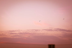 Dusty rose Color: Hex Code, Palettes & Meaning