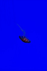 Neon blue Color: Hex Code, Palettes & Meaning